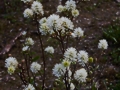 Fothergilla gardenii Zundert IMG_9330 Fotergilla Gardena